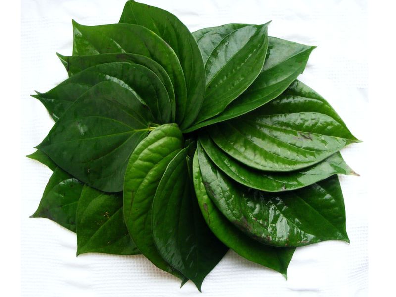 la trầu không rửa vùng kín