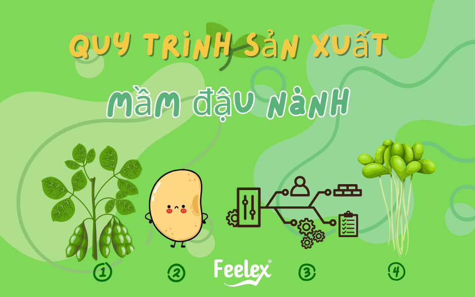 Quy trình sản xuất mầm đậu nành