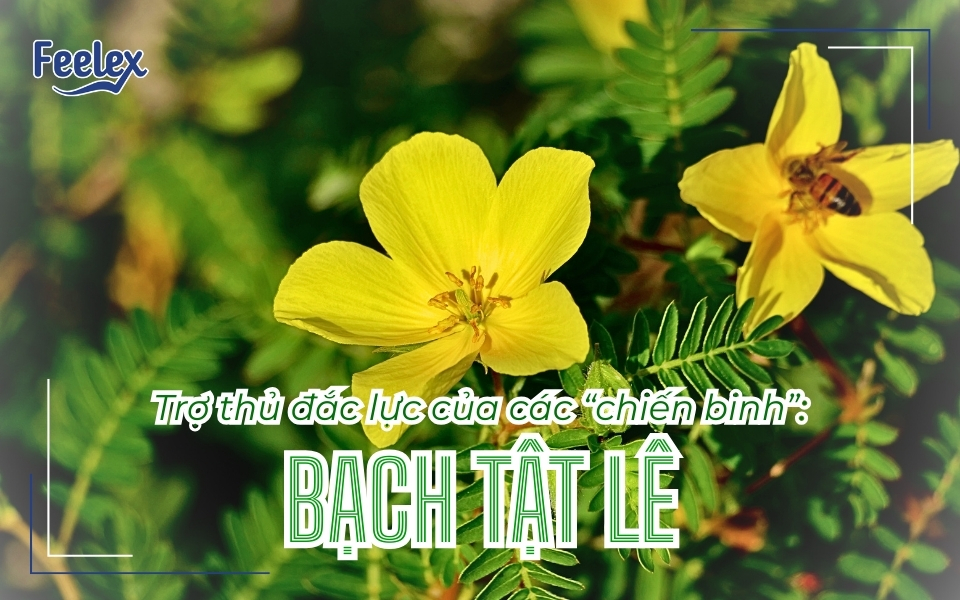 Bạch tật lê