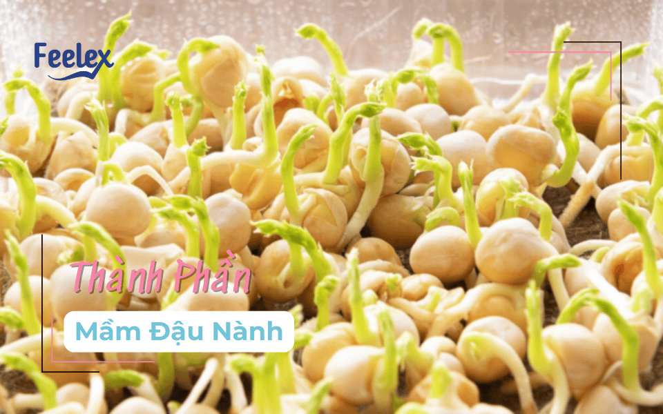 thành phần mầm đậu nành