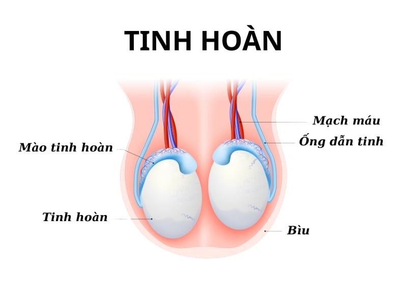 Bìu và tinh hoàn 