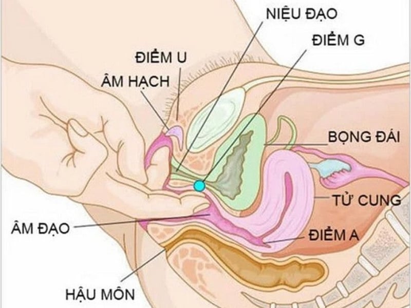 Điểm A nằm sâu bên trong âm đạo