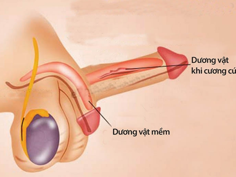 Đo chiều dài dương vật ở trạng thái cương cứng 