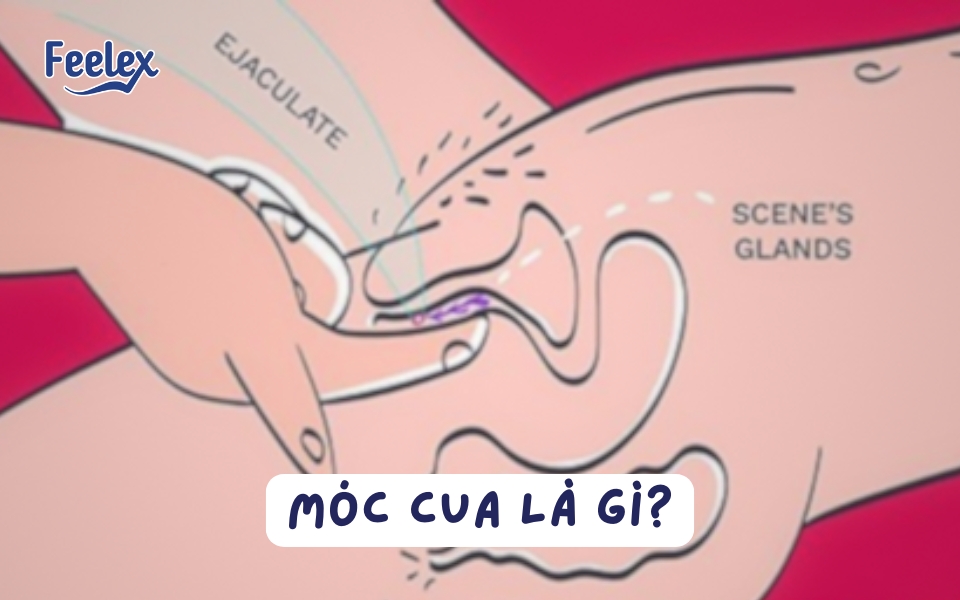 móc cua là gì