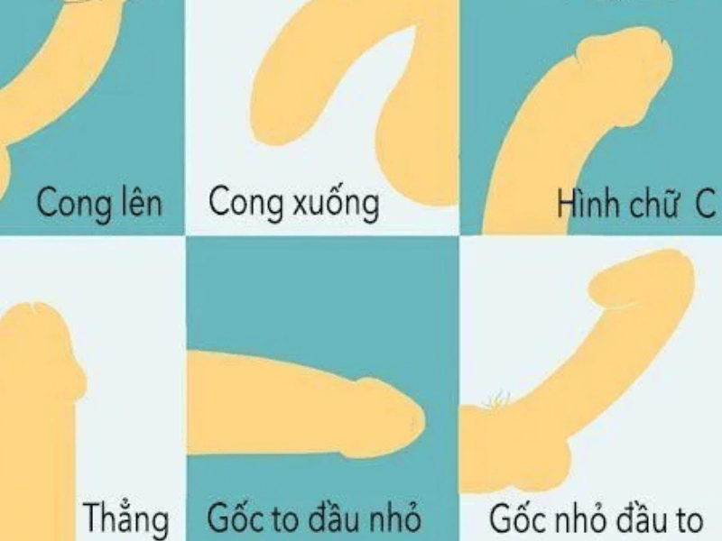 Các hình dáng dương vật thường gặp ở nam giới