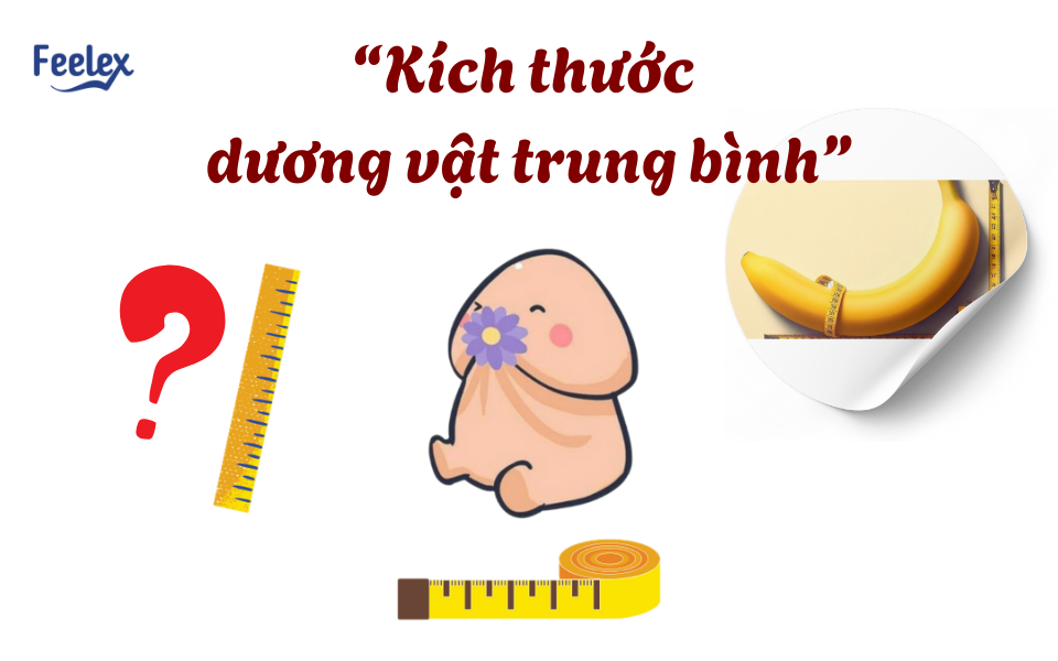 Kích thước dương vật trung bình