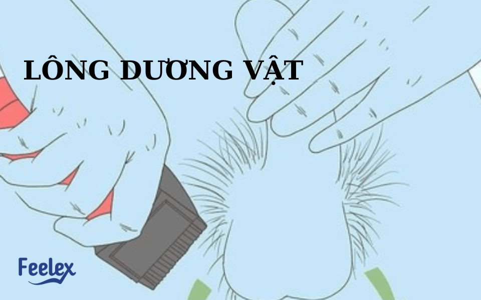 Lông dương vật