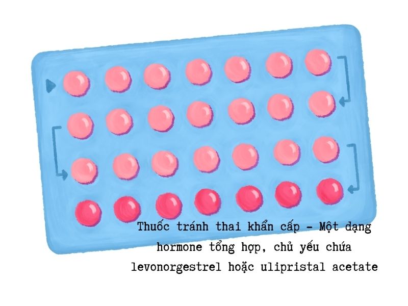 TOP 9+ tác dụng phụ của thuốc tránh thai khẩn cấp: Xử lý ra sao? Cơ chế hoạt động của thuốc tránh thai khẩn cấp