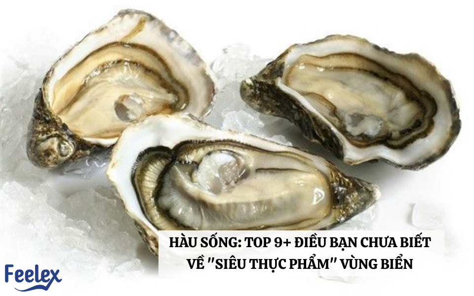 Hàu Sống