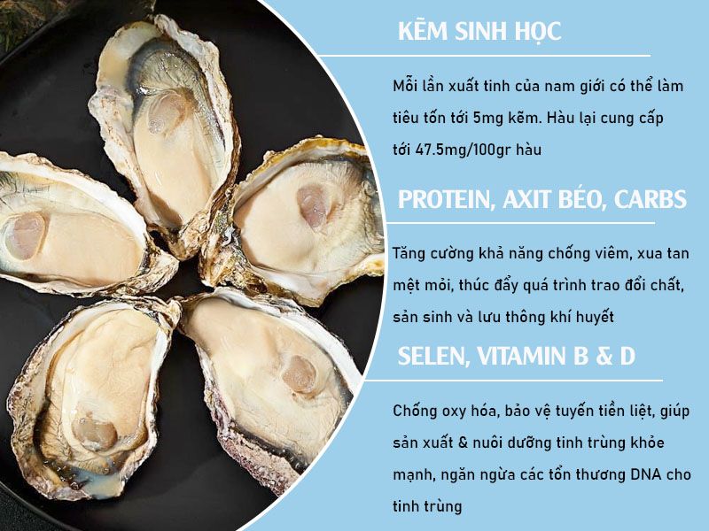Hàu sống: Top 9+ điều bạn chưa biết về "siêu thực phẩm" vùng biển Hàu sống có tác dụng gì