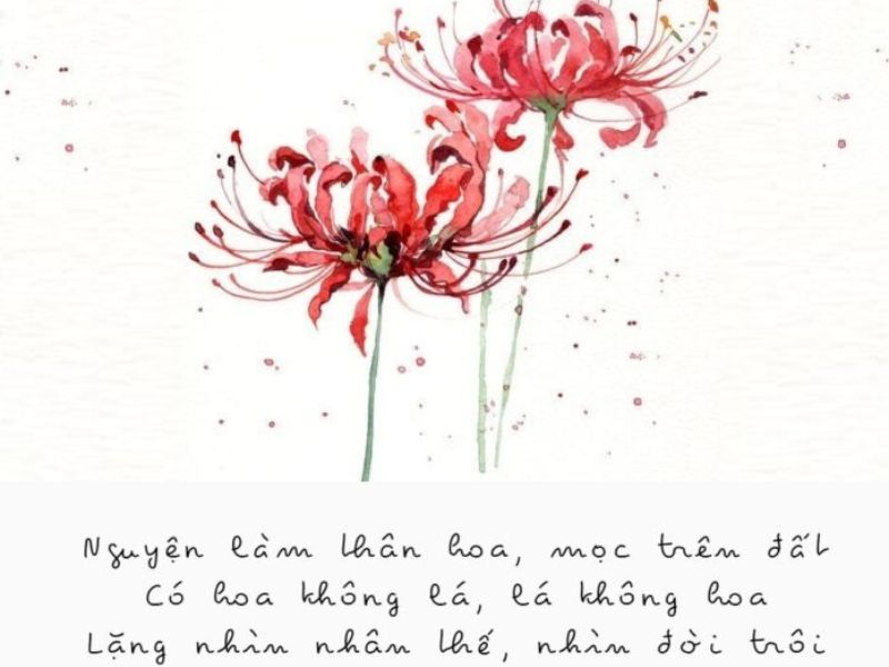 STT Thả Thính Về Hoa: 1001 Câu Thả Tình Dễ "Dính" Cực Lãng Mạn Thả Thính Bằng Hoa Bỉ Ngạn