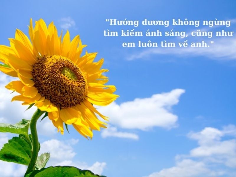 STT Thả Thính Về Hoa: 1001 Câu Thả Tình Dễ "Dính" Cực Lãng Mạn Thả Thính Hoa Hướng Dương