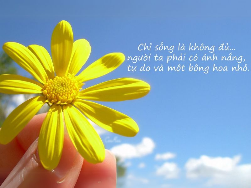 STT Thả Thính Về Hoa: 1001 Câu Thả Tình Dễ "Dính" Cực Lãng Mạn STT Thả Thính Về Hoa Cúc