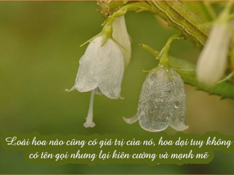 STT Thả Thính Về Hoa: 1001 Câu Thả Tình Dễ "Dính" Cực Lãng Mạn stt thả thính về hoa