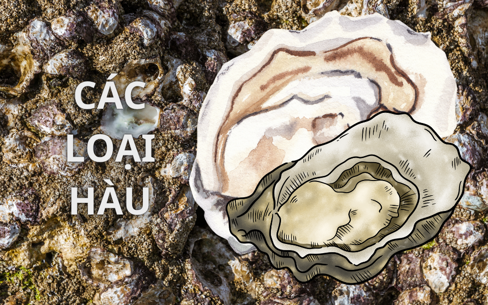 Các loại hàu