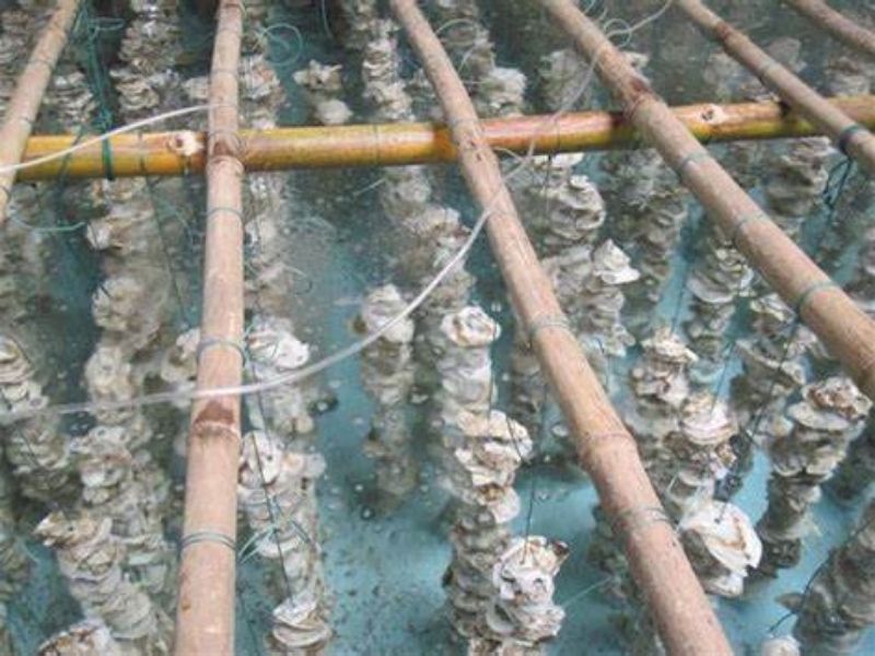 Các loại hàu ở Việt Nam phổ biến – TOP 6 đặc sản thơm ngon bổ dưỡng Hàu trắng Quảng Ninh